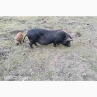 М#039;ясо в#039;єтнамських свиней Київ