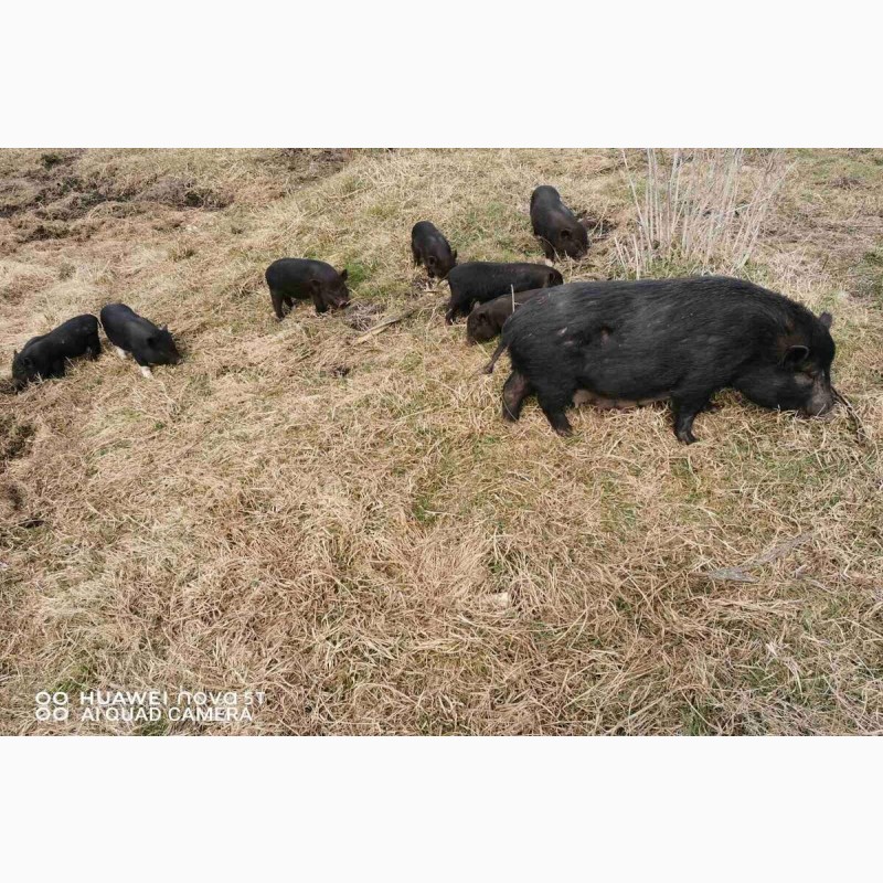 Фото 4. М#039;ясо в#039;єтнамських свиней Київ