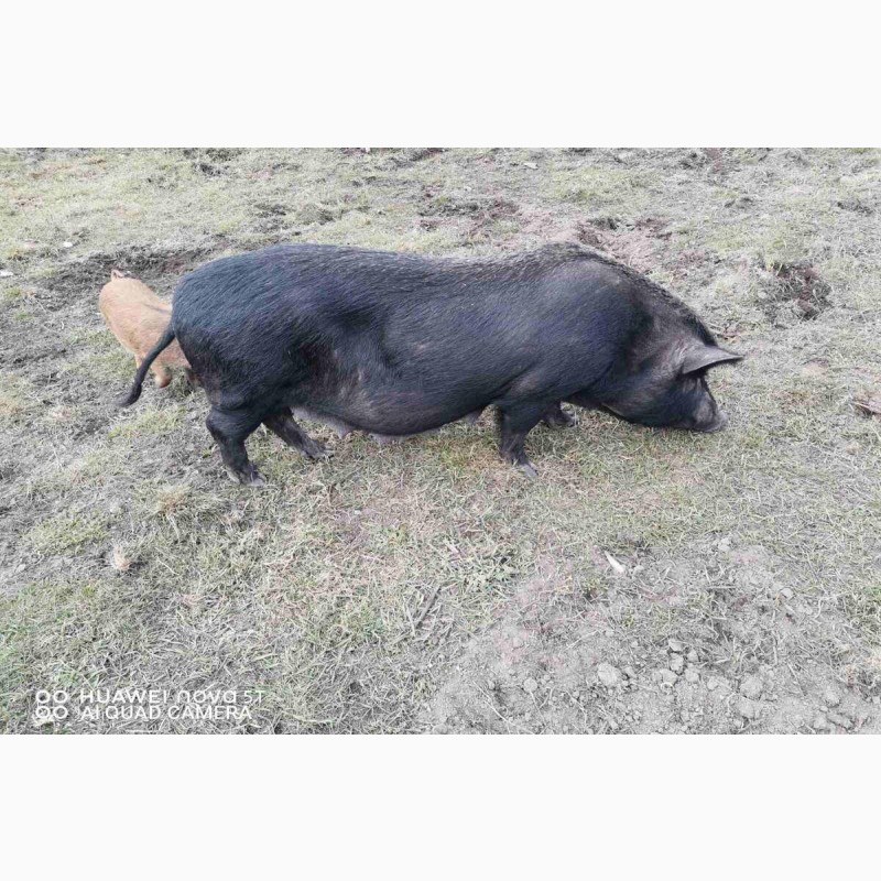 Фото 5. М#039;ясо в#039;єтнамських свиней Київ