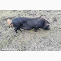 М#039;ясо в#039;єтнамських свиней Київ