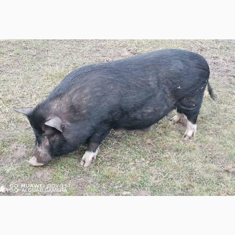 Фото 6. М#039;ясо в#039;єтнамських свиней Київ