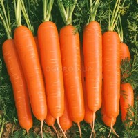 Продать морковь оптом. Овощ купить