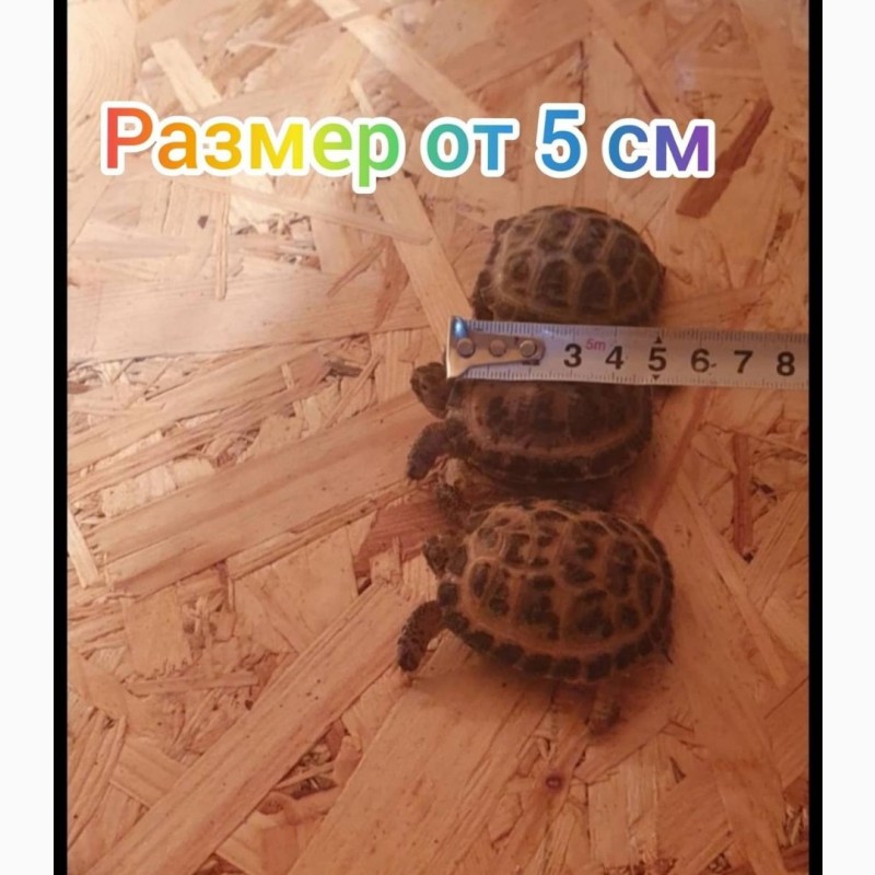 Фото 2. Черепахи сухопутные продам