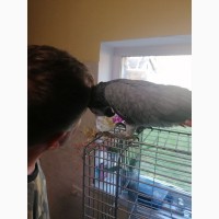 Папуга Жако та його клітка