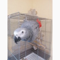 Папуга Жако та його клітка