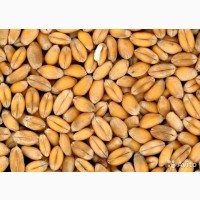 Продам пшеница. 2021 урожай. 8501 грн/тонна. 24 т