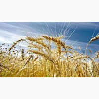 Семена озимой пшеницы БОГЕМИЯ Чехия