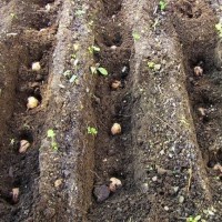 Сіянці волоського горіха не сортовані для озеленення 2 та 3 річні (Україна)