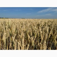 Насіння озимої пшениці ЮЛІЯ