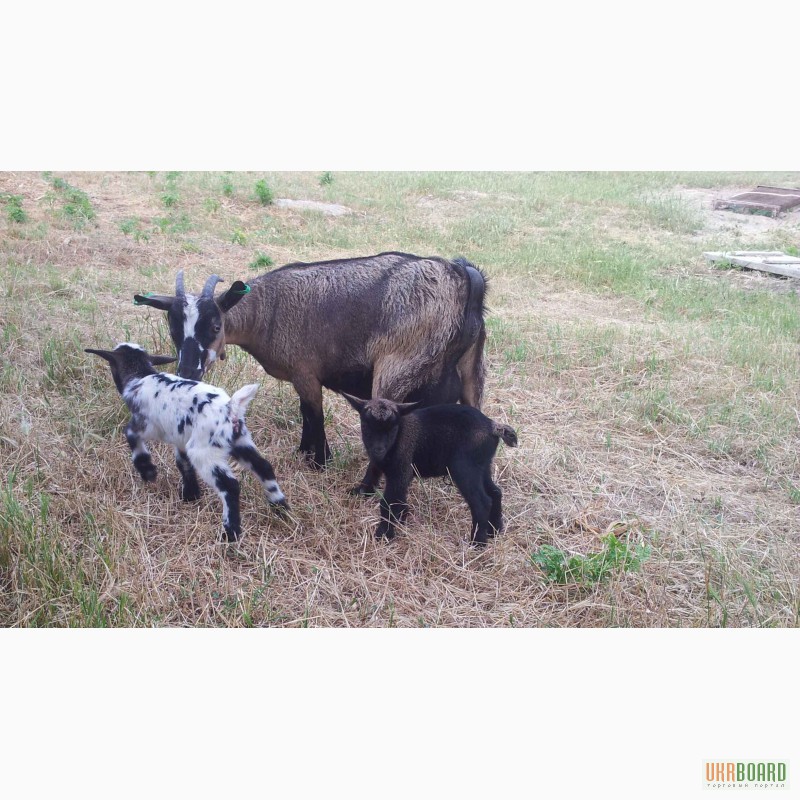 Фото 3. Камерунские козлята (козлик и козочка)