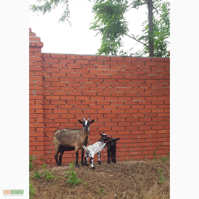 Фото 4. Камерунские козлята (козлик и козочка)