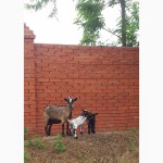 Камерунские козлята (козлик и козочка)