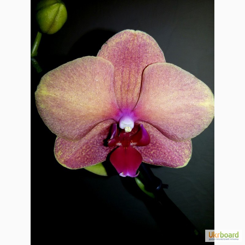 Фото 1/10. Продам красивые орхидеи