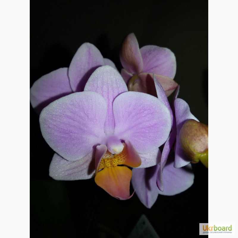 Фото 10. Продам красивые орхидеи