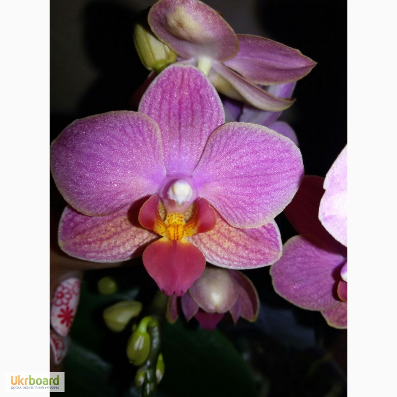 Фото 2. Продам красивые орхидеи