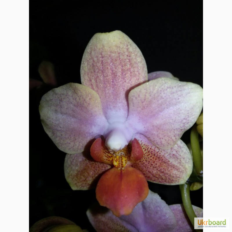 Фото 3/10. Продам красивые орхидеи