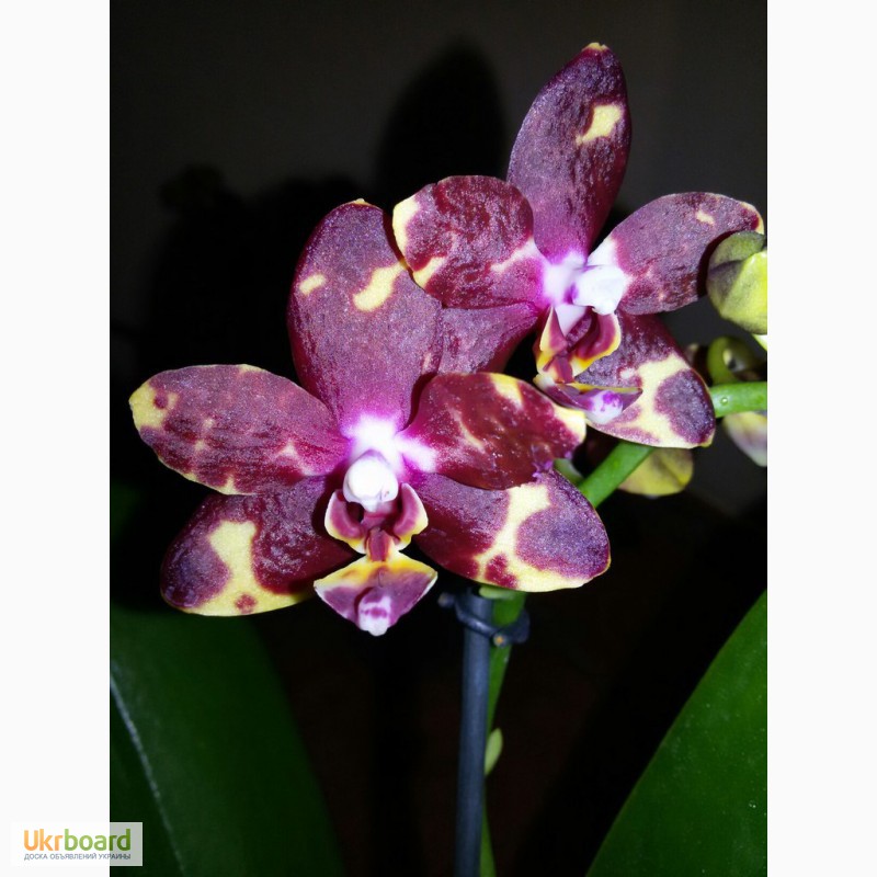 Фото 4. Продам красивые орхидеи
