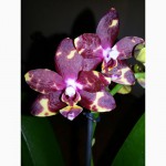 Продам красивые орхидеи