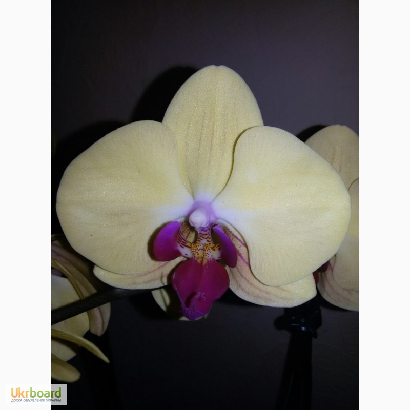 Фото 5. Продам красивые орхидеи