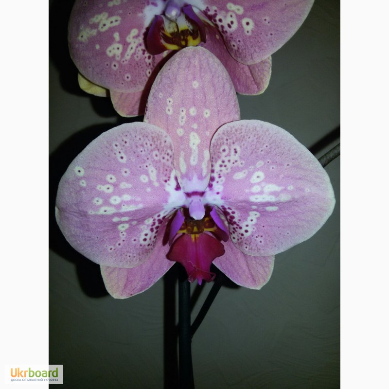 Фото 6. Продам красивые орхидеи
