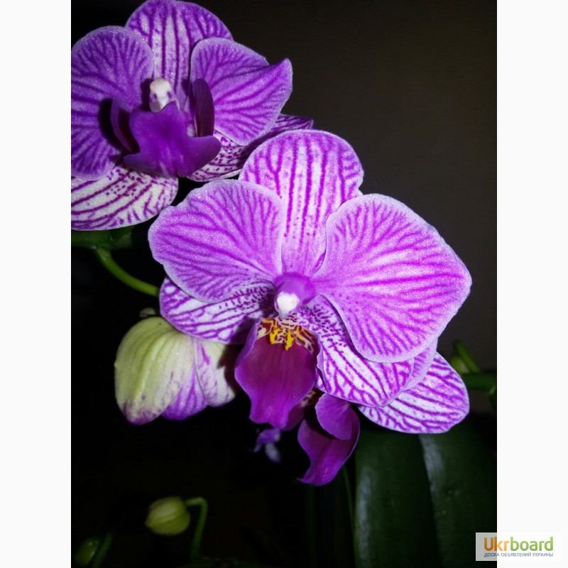 Фото 7. Продам красивые орхидеи