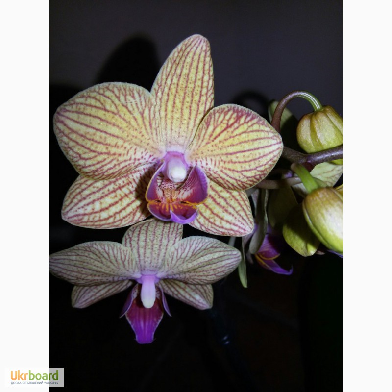 Фото 8. Продам красивые орхидеи