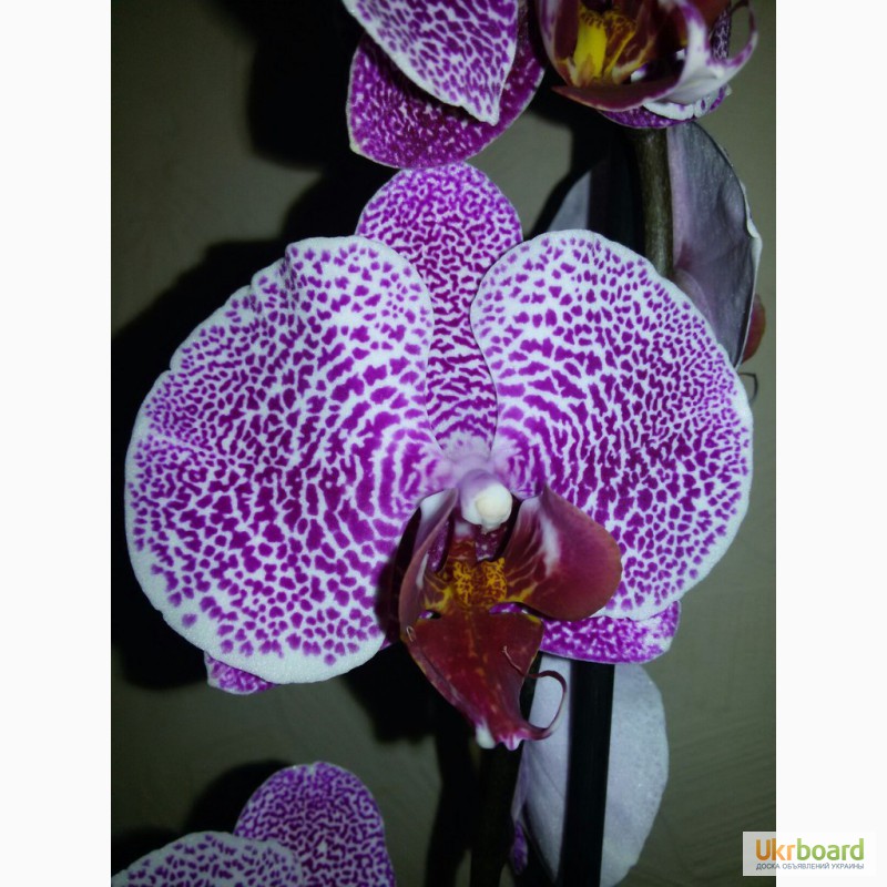 Фото 9. Продам красивые орхидеи