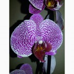 Продам красивые орхидеи