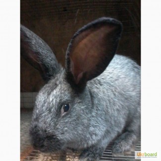 Продам кролика породы Полтавское серебро, самец (5 мес.)
