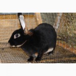 Продам кроликів породи рекс