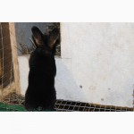 Продам кроликів породи рекс