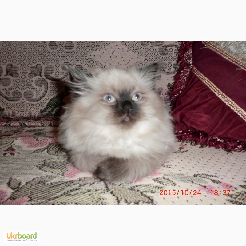Фото 2/4. Продам персидского котенка