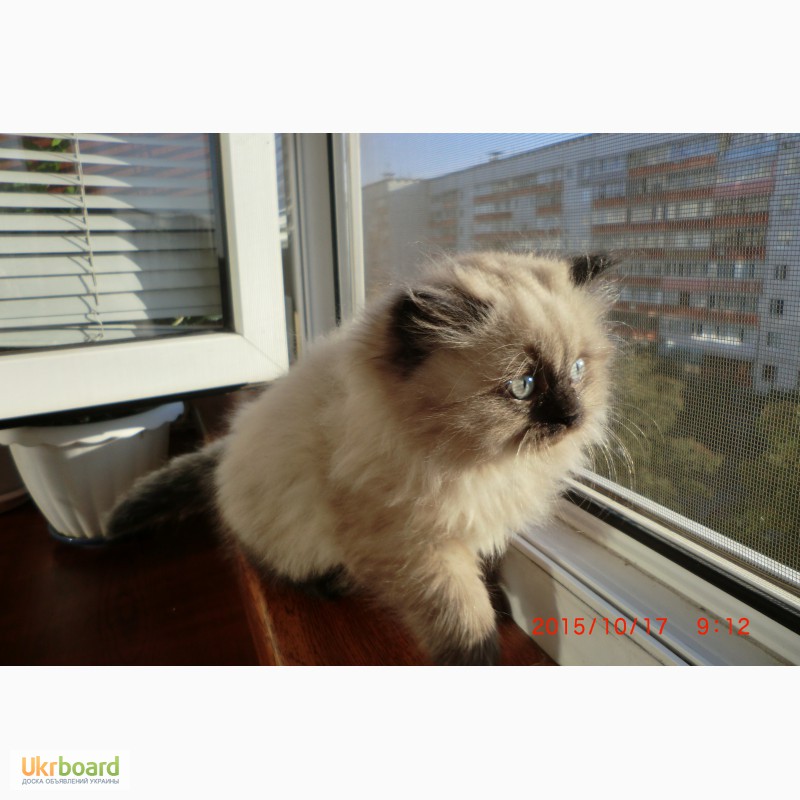 Фото 3/4. Продам персидского котенка