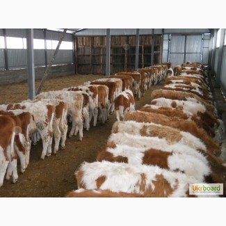 Молочно-товарной ферме требуется опытная телятница