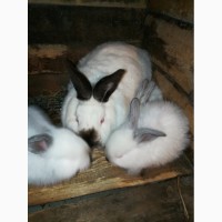 Продам кроликов калифорнийских и Нзб