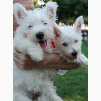 West Highland White Terrier/ Вест-хайленд-уайт-терьер