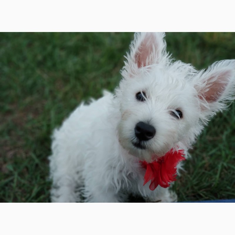 Фото 3/3. West Highland White Terrier/ Вест-хайленд-уайт-терьер