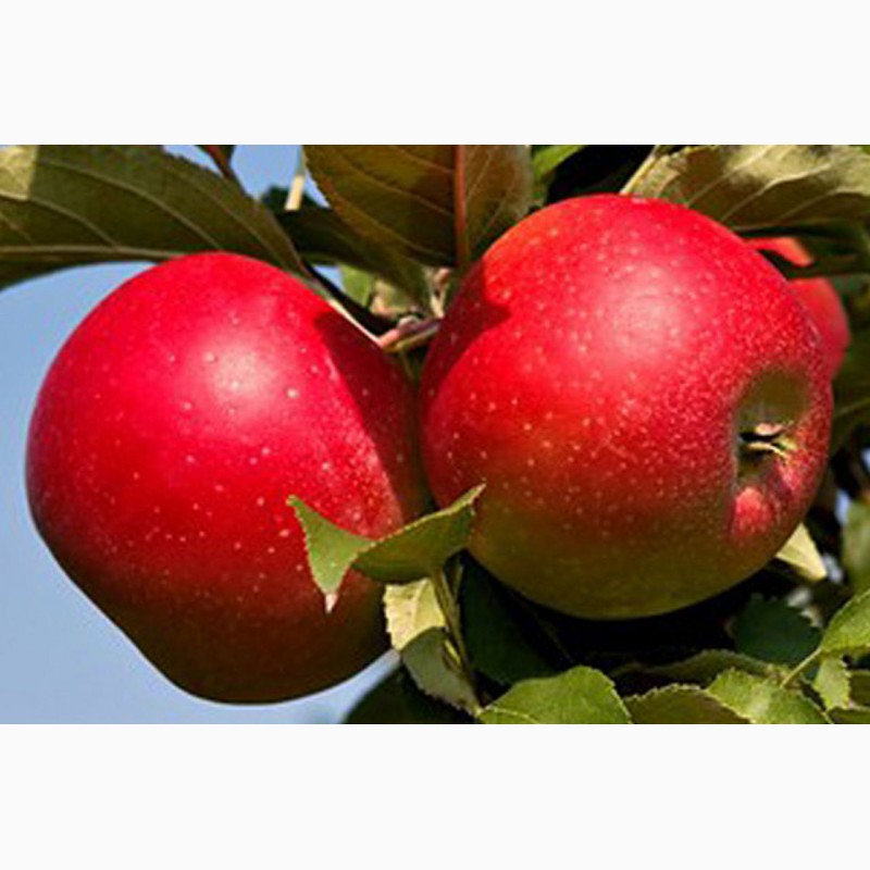 Фото 2. Более 25 сортов яблок