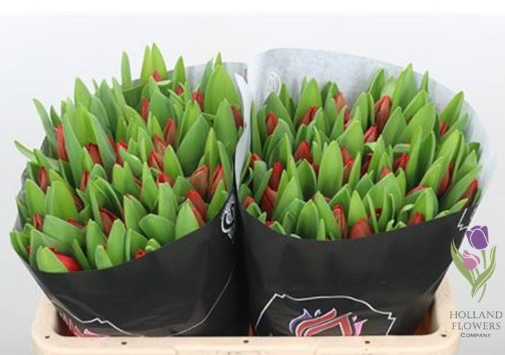 Фото 8. Tulip, Тюльпан, ОПТ, к 8 Марта, Киев, Украина, до 8 березня