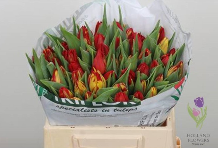 Фото 12. Tulip, Тюльпан, ОПТ, к 8 Марта, Киев, Украина, до 8 березня
