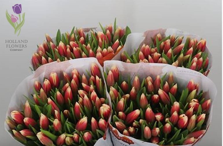 Фото 13. Tulip, Тюльпан, ОПТ, к 8 Марта, Киев, Украина, до 8 березня