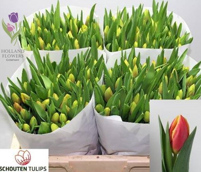 Фото 7. Tulip, Тюльпан, ОПТ, к 8 Марта, Киев, Украина, до 8 березня