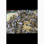 Матки карпатки тип вучковський також можна заказати бджолопакети на 2019р