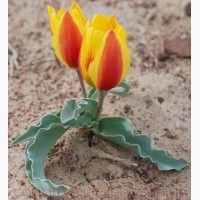 Продам луковицы Тюльпанов Грейга и много других растений (опт от 1000 грн)