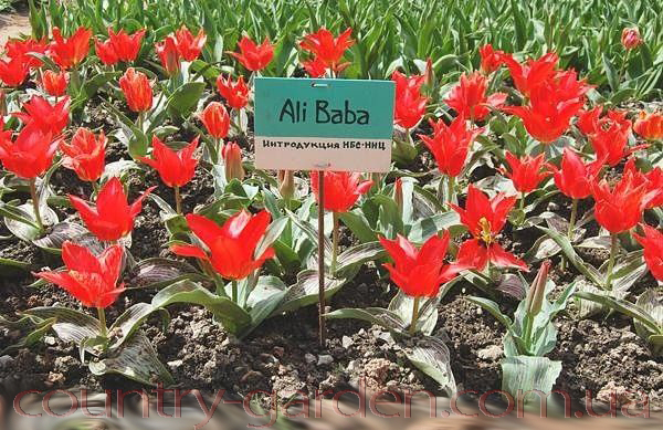 Фото 2. Продам луковицы Тюльпанов Грейга и много других растений (опт от 1000 грн)