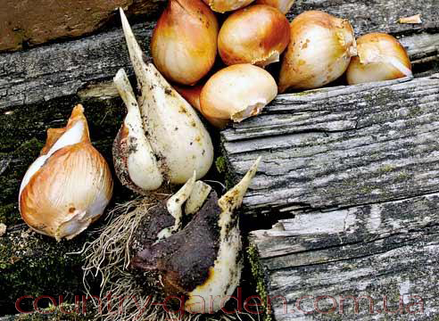 Фото 3. Продам луковицы Тюльпанов Грейга и много других растений (опт от 1000 грн)