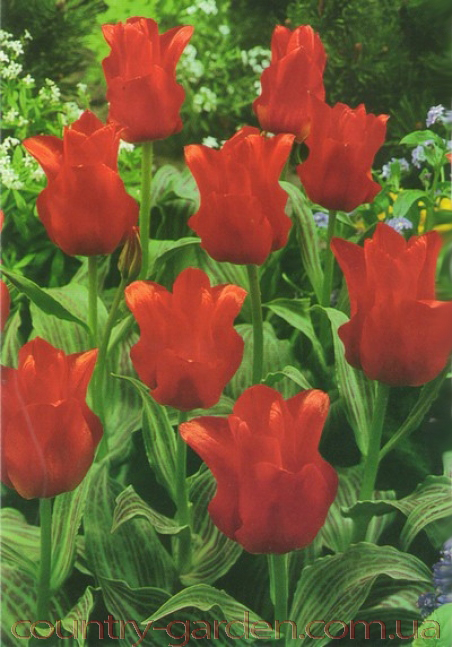 Фото 6. Продам луковицы Тюльпанов Грейга и много других растений (опт от 1000 грн)