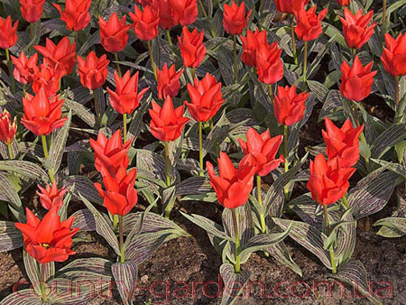 Фото 7. Продам луковицы Тюльпанов Грейга и много других растений (опт от 1000 грн)