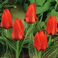 Продам луковицы Тюльпанов Грейга и много других растений (опт от 1000 грн)