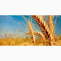 Семена пшеницы ШИРОККО КВС 1 репрод